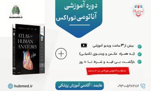 آناتومی قلب و ریه (توراکس)