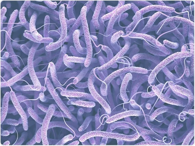 vibrio