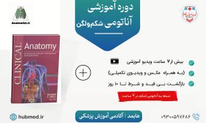 دوره جامع آناتومی شکم